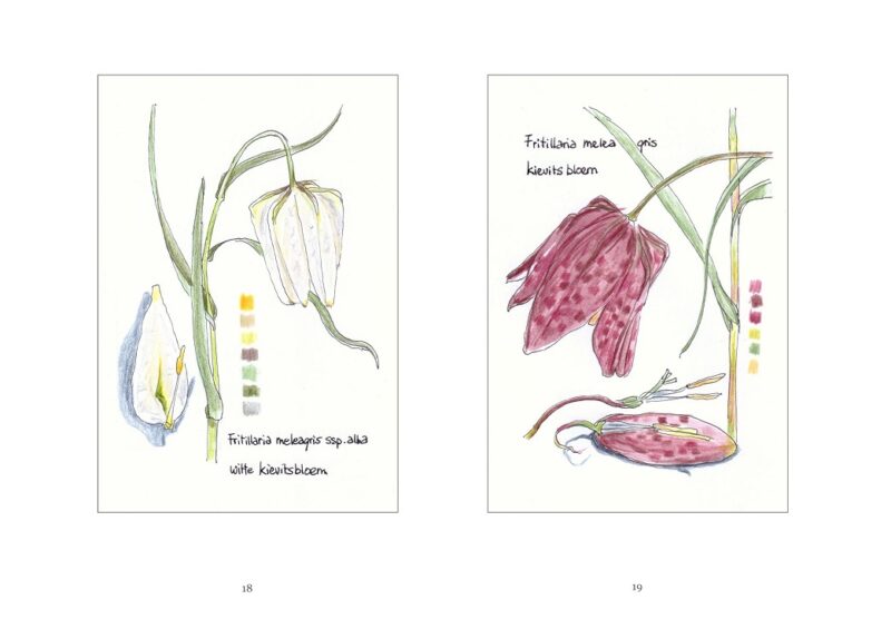Trudy Beekman, Stinzenplanten - Afbeelding 6