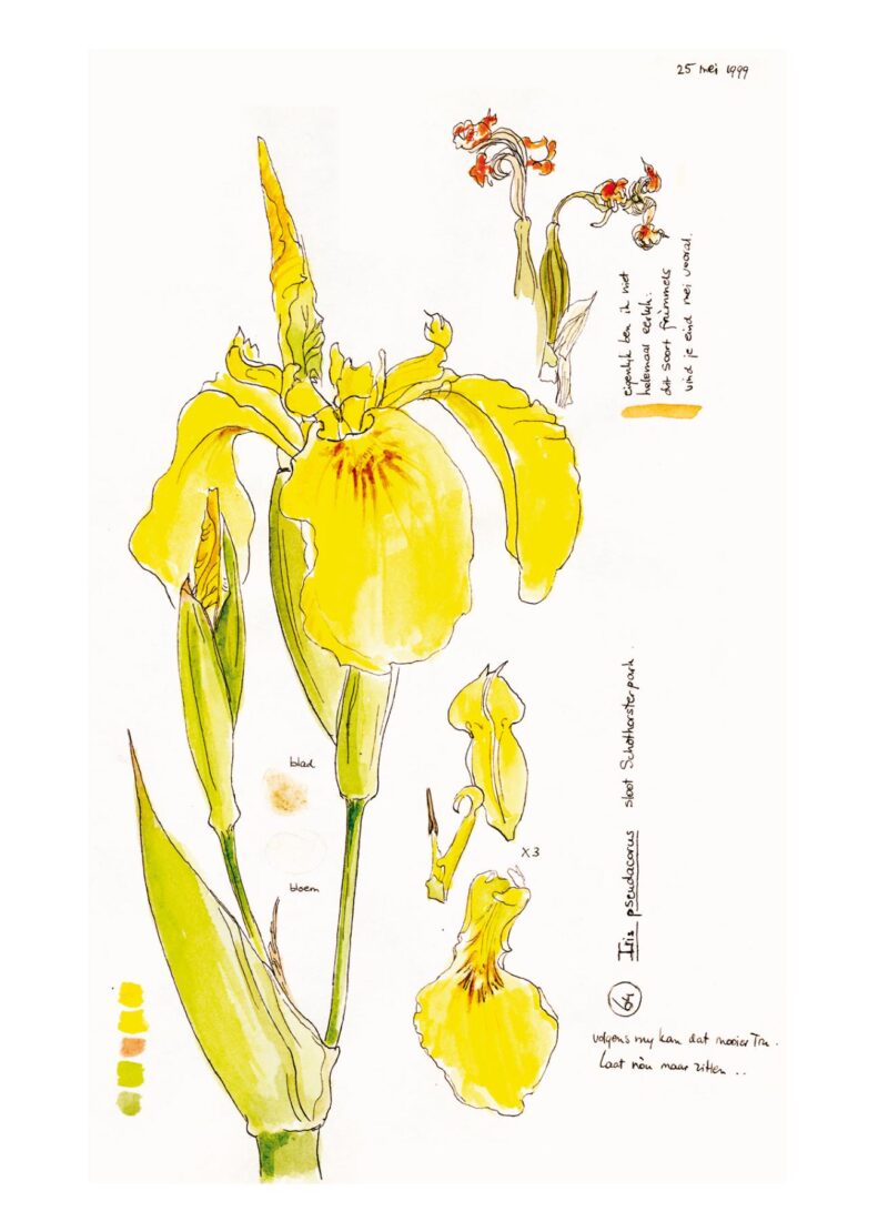 Trudy Beekman, de andere Flora - Afbeelding 5
