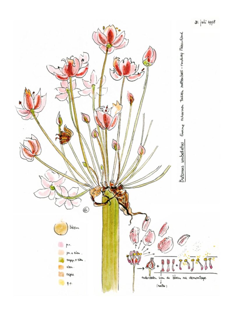 Trudy Beekman, de andere Flora - Afbeelding 7